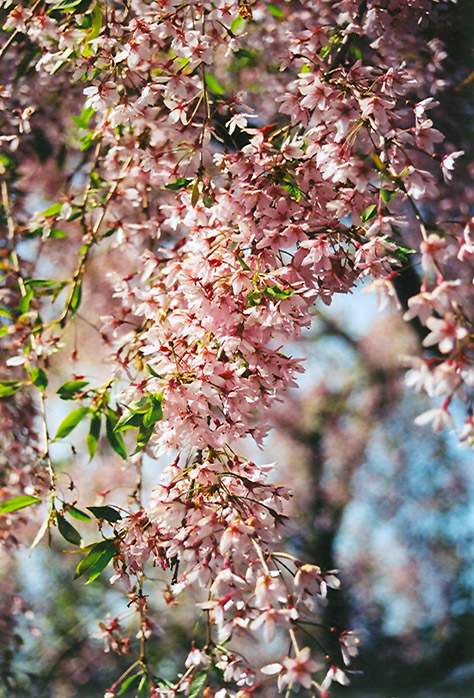Pink Weeping Higan Cherry (Prunus subhirtella 'Pendula Rosea') at Sabellico Greenhouses