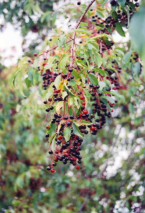 Black Cherry (Prunus serotina) at Sabellico Greenhouses