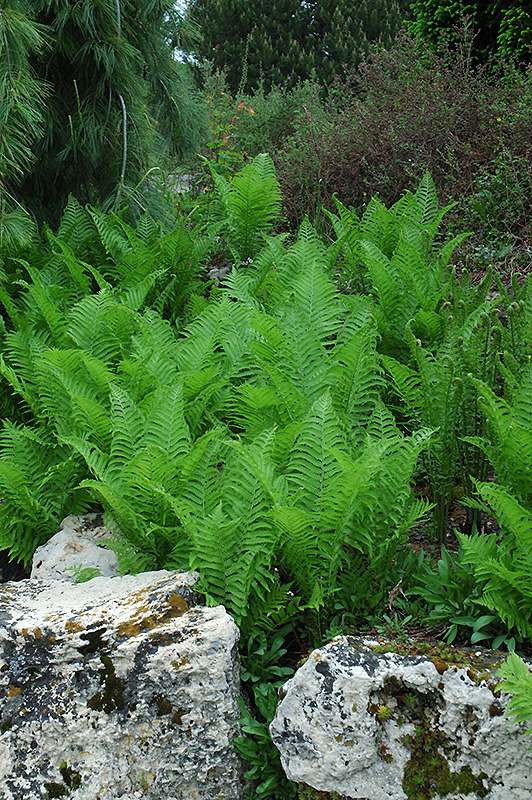 Ostrich Fern (Matteuccia struthiopteris) at Sabellico Greenhouses