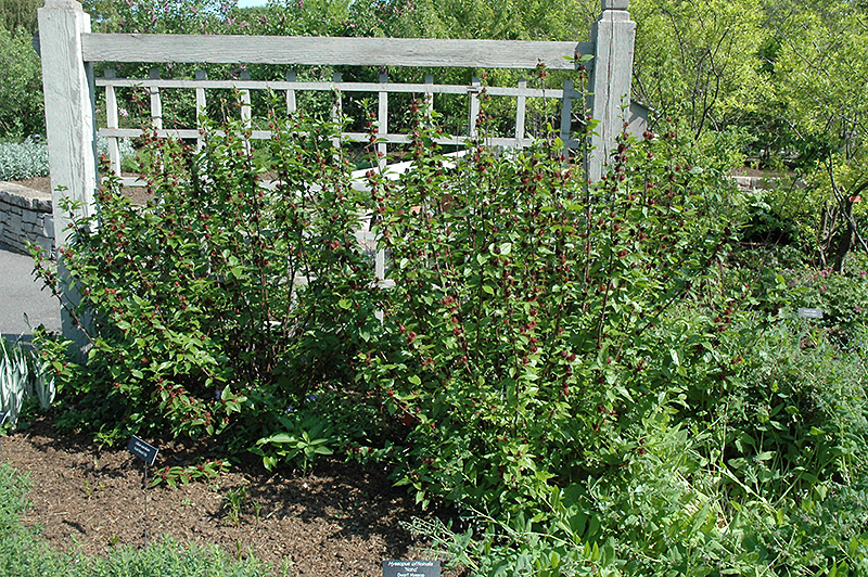 Common Sweetshrub (Calycanthus floridus) at Sabellico Greenhouses