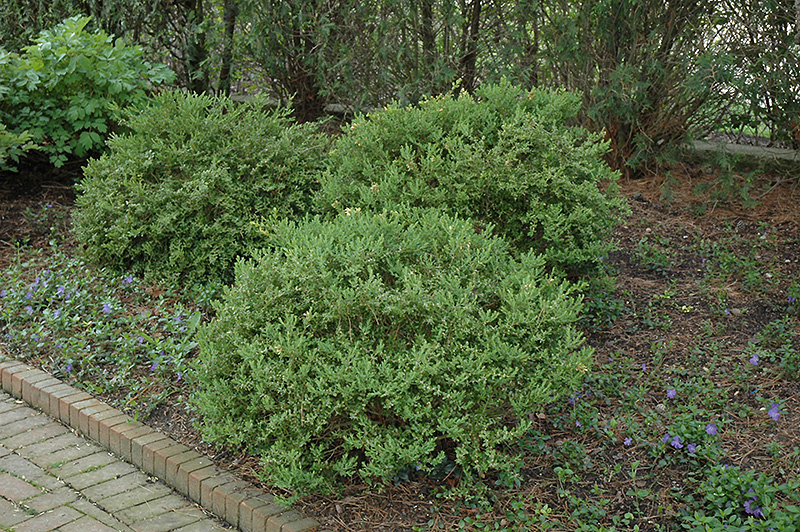 Wintergreen Boxwood (Buxus microphylla 'Wintergreen') at Sabellico Greenhouses