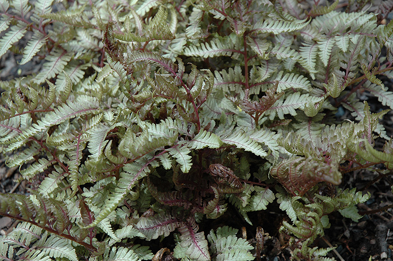 Red Beauty Painted Fern (Athyrium nipponicum 'Red Beauty') at Sabellico Greenhouses