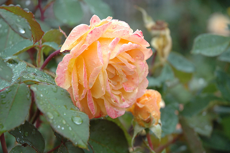 Strike It Rich Rose (Rosa 'Strike It Rich') at Sabellico Greenhouses