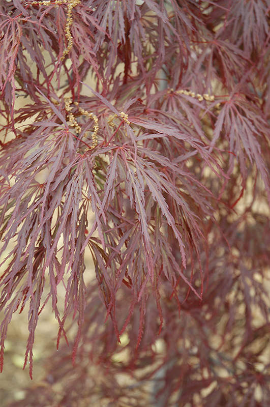 Garnet Cutleaf Japanese Maple (Acer palmatum 'Garnet') at Sabellico Greenhouses