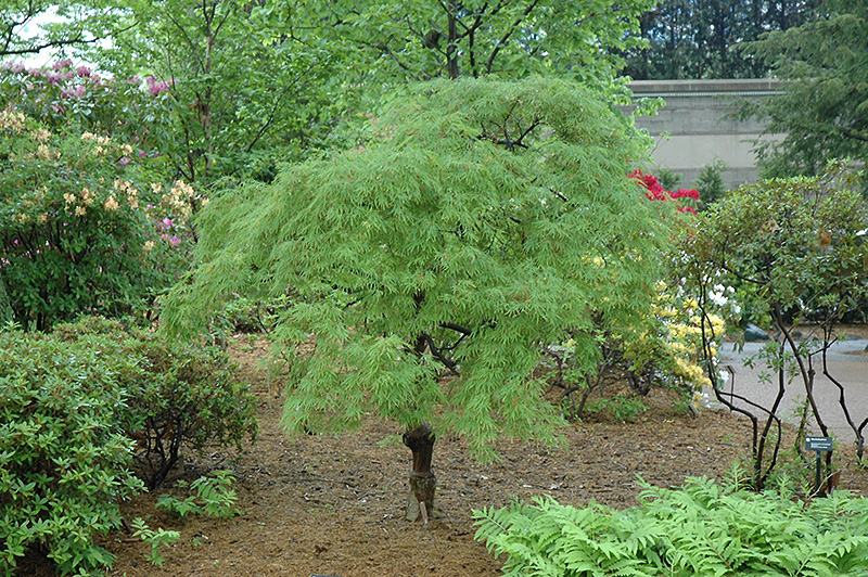 Cutleaf Japanese Maple (Acer palmatum 'Dissectum') at Sabellico Greenhouses