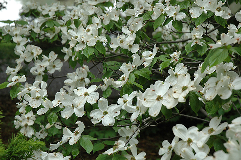 Cherokee Princess Flowering Dogwood (Cornus florida 'Cherokee Princess') at Sabellico Greenhouses