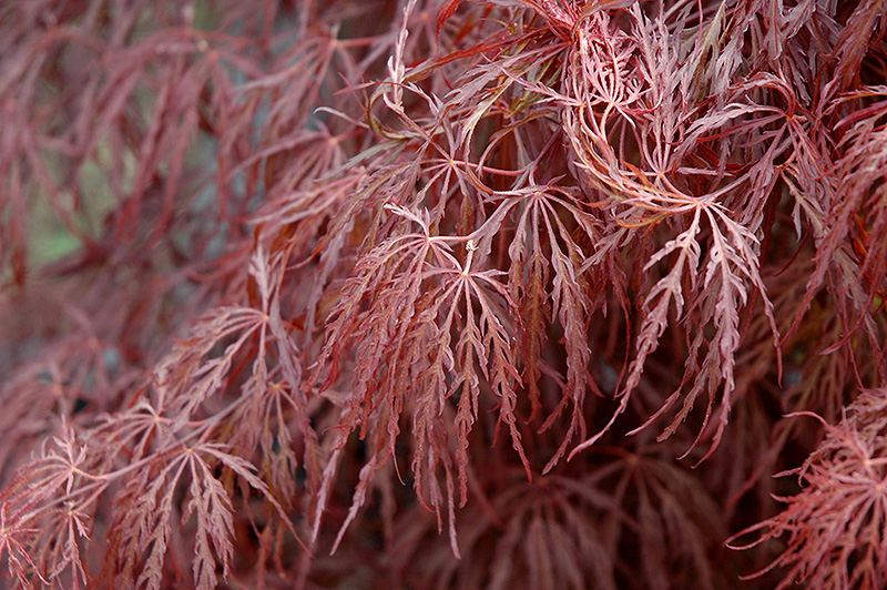 Crimson Queen Japanese Maple (Acer palmatum 'Crimson Queen') at Sabellico Greenhouses
