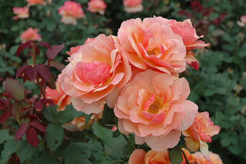About Face Rose (Rosa 'About Face') at Sabellico Greenhouses