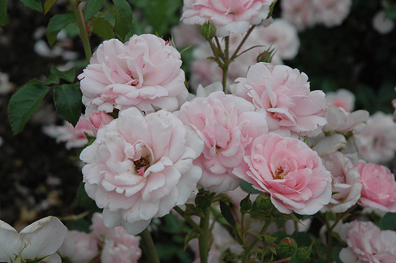Bonica Rose (Rosa 'Meidomonac') at Sabellico Greenhouses