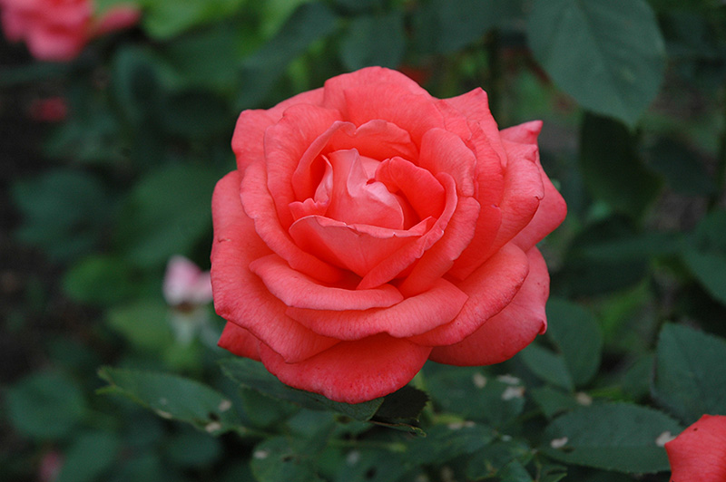 Tropicana Rose (Rosa 'Tropicana') at Sabellico Greenhouses
