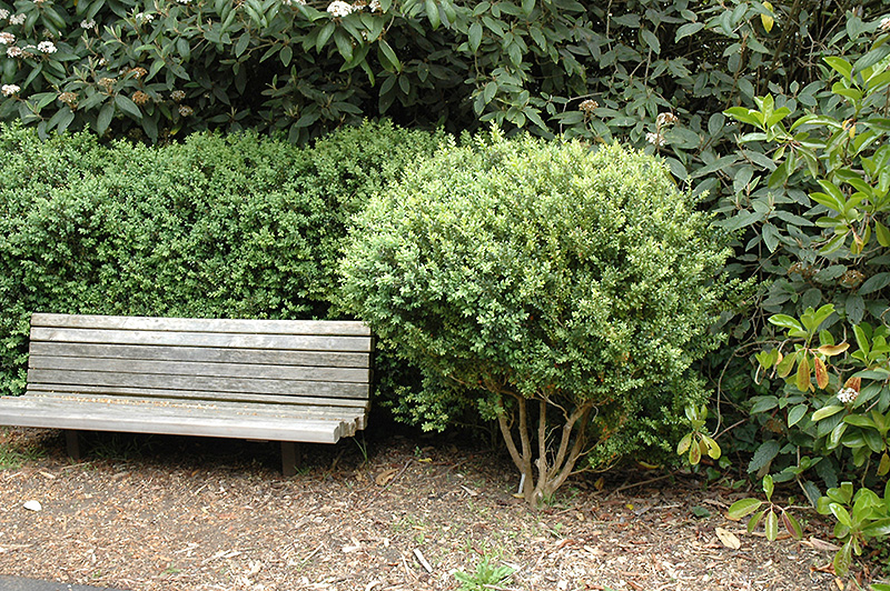 Common Boxwood (Buxus sempervirens) at Sabellico Greenhouses