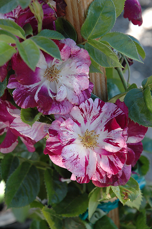 Purple Splash Rose (Rosa 'Purple Splash') at Sabellico Greenhouses