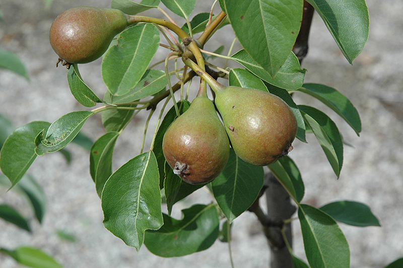 Moonglow Pear (Pyrus communis 'Moonglow') at Sabellico Greenhouses