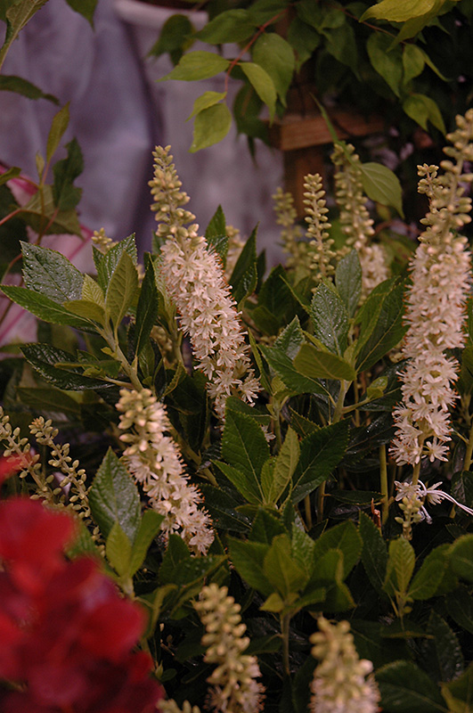 Sixteen Candles Summersweet (Clethra alnifolia 'Sixteen Candles') at Sabellico Greenhouses
