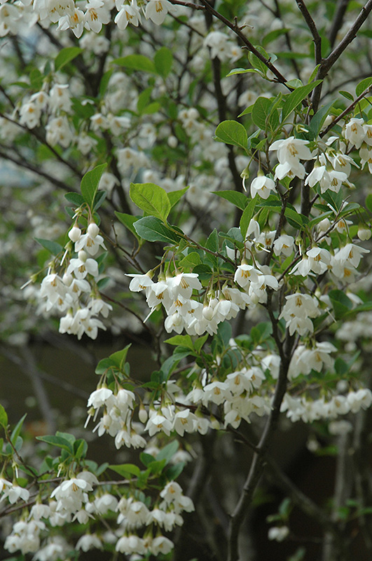 Japanese Snowbell (Styrax japonicus) at Sabellico Greenhouses