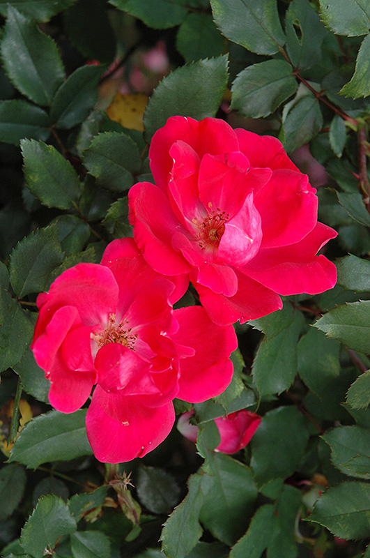 Red Knock Out Rose (Rosa 'Red Knock Out') at Sabellico Greenhouses
