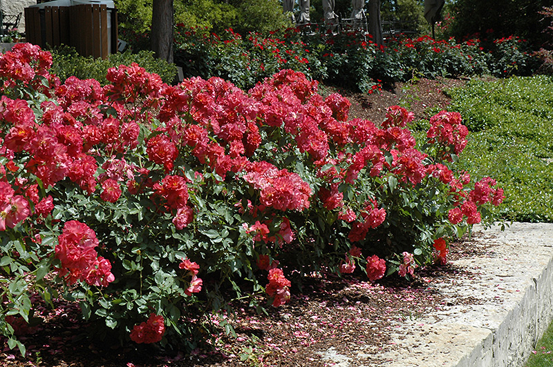 Cinco de Mayo Rose (Rosa 'Cinco de Mayo') at Sabellico Greenhouses