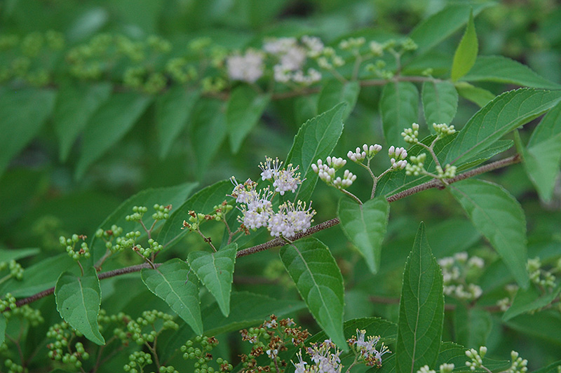 Issai Beautyberry (Callicarpa dichotoma 'Issai') at Sabellico Greenhouses