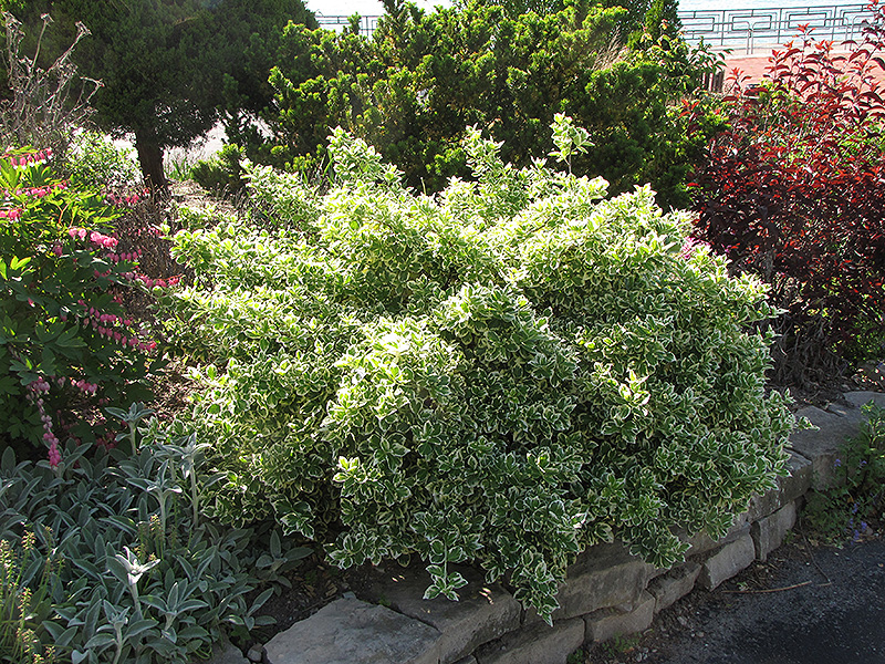 Emerald Gaiety Wintercreeper (Euonymus fortunei 'Emerald Gaiety') at Sabellico Greenhouses