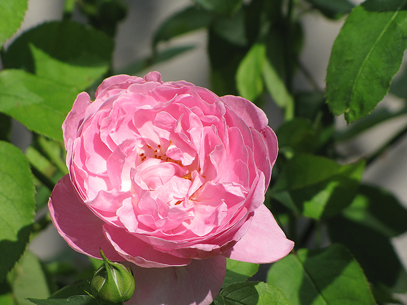 Mary Rose (Rosa 'Mary') at Sabellico Greenhouses