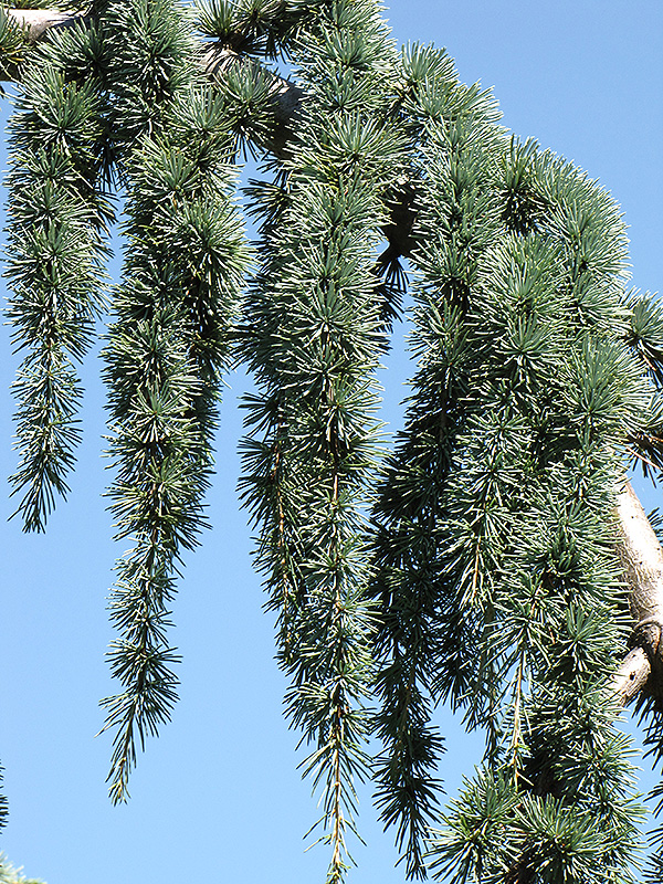 Weeping Blue Atlas Cedar (Cedrus atlantica 'Glauca Pendula') at Sabellico Greenhouses