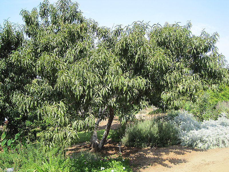 Common Peach (Prunus persica) at Sabellico Greenhouses