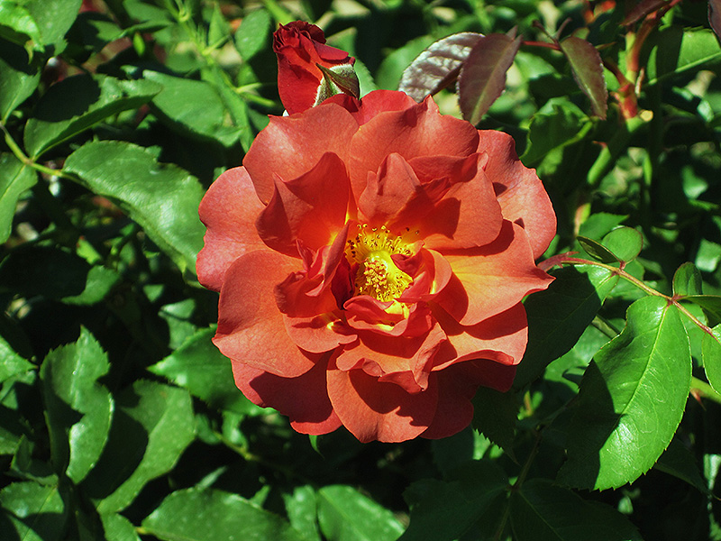 Cinco de Mayo Rose (Rosa 'Cinco de Mayo') at Sabellico Greenhouses