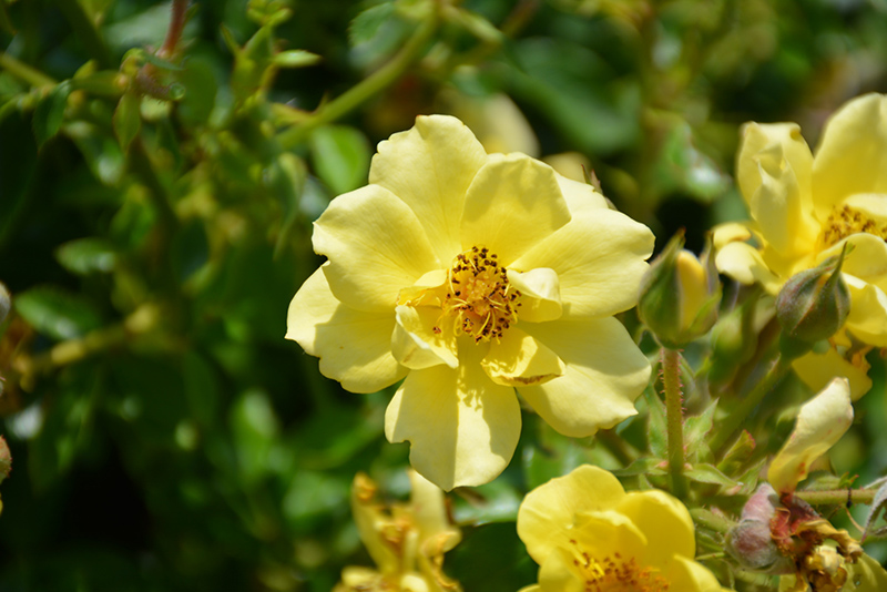 Oso Easy Lemon Zest Rose (Rosa 'Chewhocan') at Sabellico Greenhouses