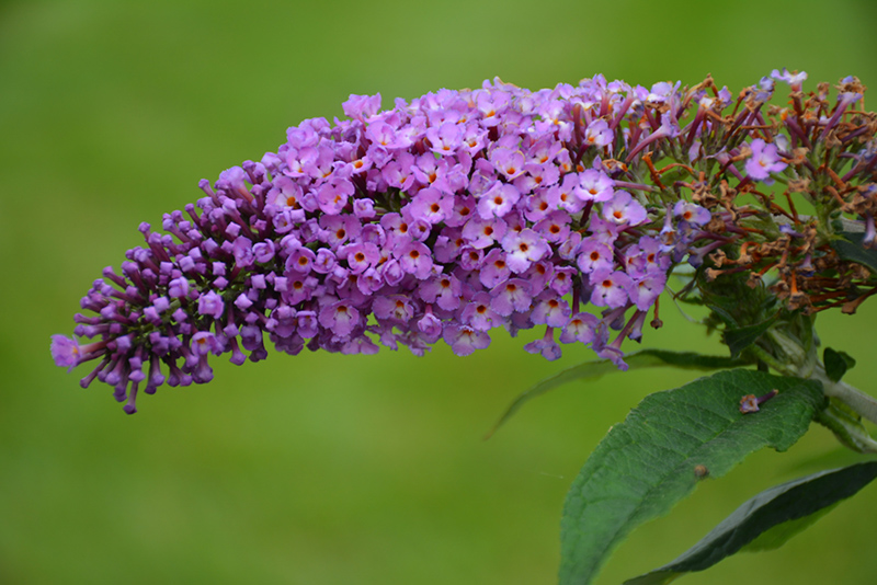 Pugster Periwinkle Butterfly Bush (Buddleia 'SMNBDO') at Sabellico Greenhouses