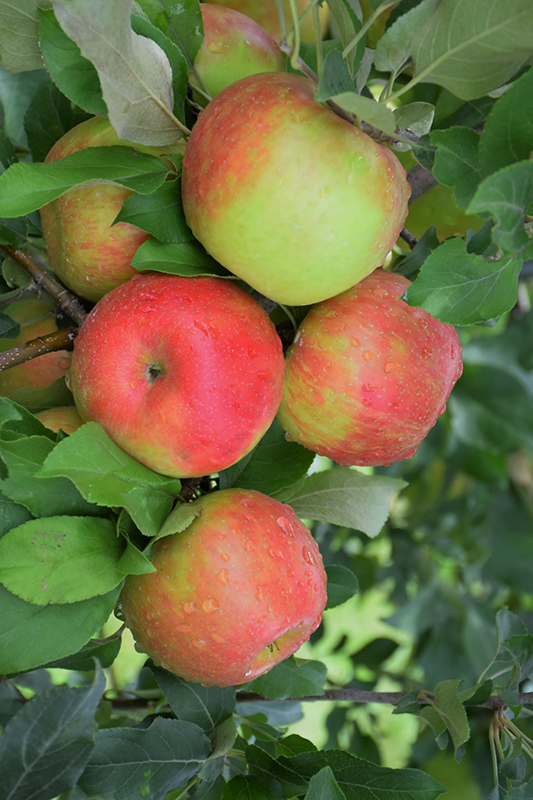 Honeycrisp Apple (Malus 'Honeycrisp') at Sabellico Greenhouses