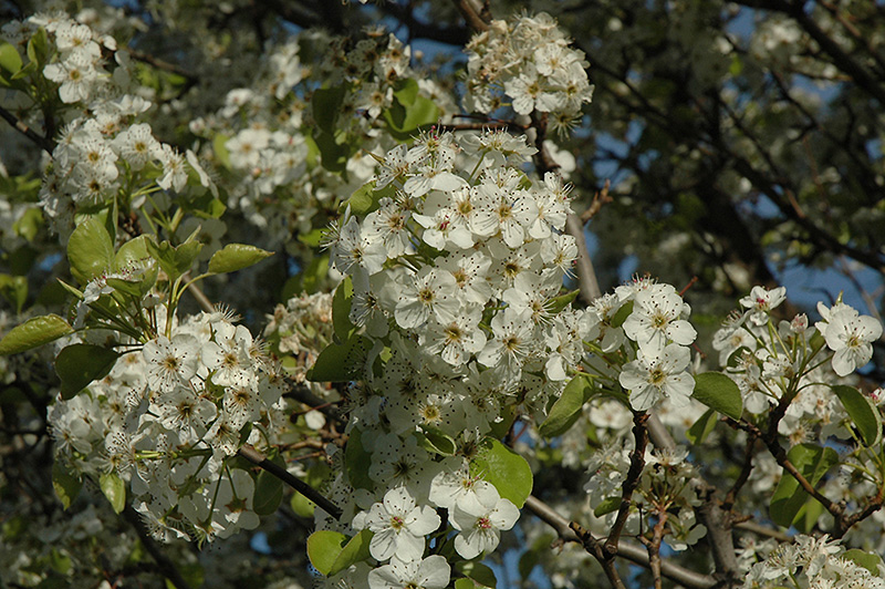 Cleveland Select Ornamental Pear (Pyrus calleryana 'Cleveland Select') at Sabellico Greenhouses