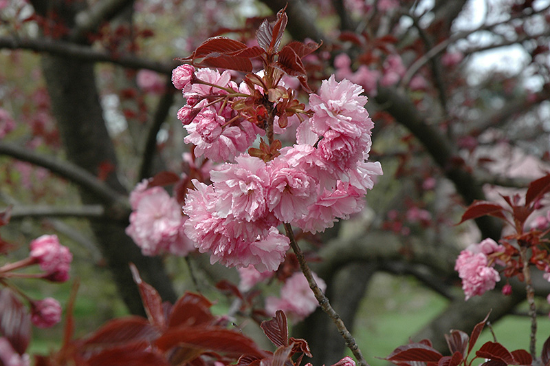 Royal Burgundy Flowering Cherry (Prunus serrulata 'Royal Burgundy') at Sabellico Greenhouses