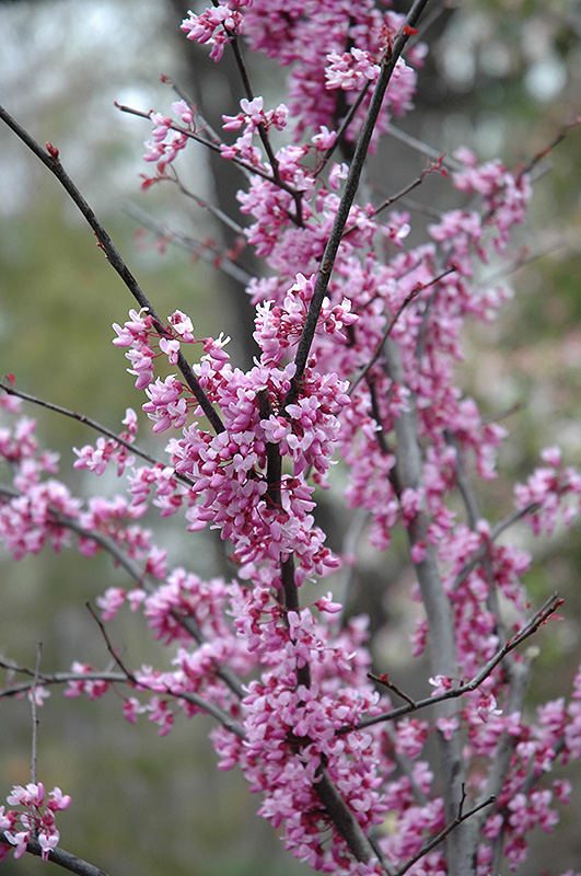 Forest Pansy Redbud (Cercis canadensis 'Forest Pansy') at Sabellico Greenhouses