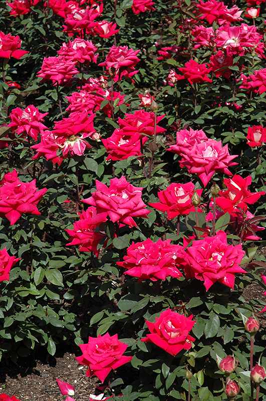Love Rose (Rosa 'Love') at Sabellico Greenhouses