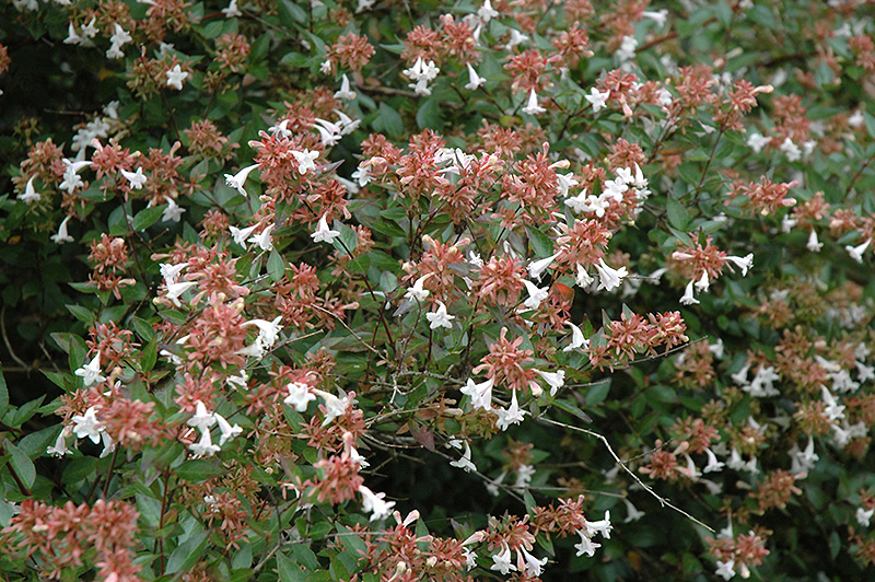 Glossy Abelia (Abelia x grandiflora) at Sabellico Greenhouses