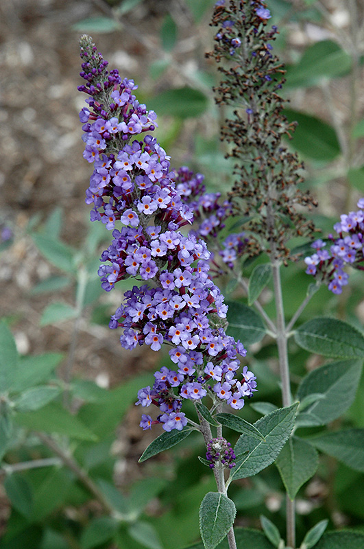 True Blue Butterfly Bush (Buddleia 'True Blue') at Sabellico Greenhouses