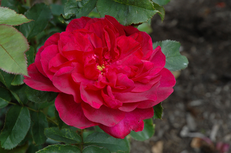Darcey Bussell Rose (Rosa 'Darcey Bussell') at Sabellico Greenhouses