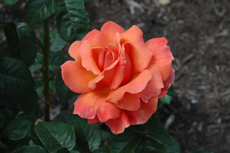 Easy Does It Rose (Rosa 'Easy Does It') at Sabellico Greenhouses