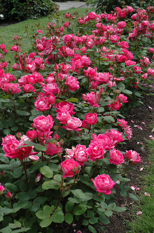 Double Knock Out Rose (Rosa 'Radtko') at Sabellico Greenhouses