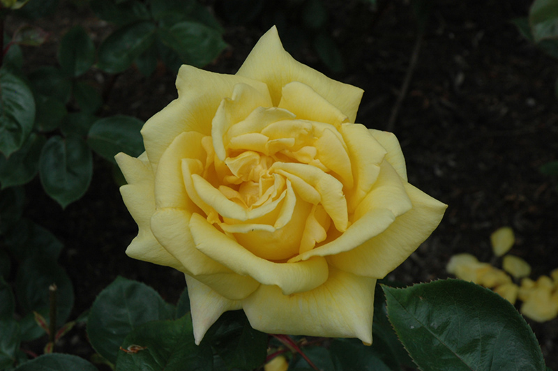 Oregold Rose (Rosa 'Oregold') at Sabellico Greenhouses