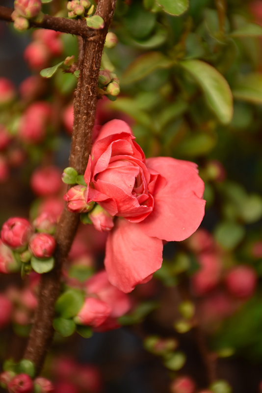 Double Take Peach Flowering Quince (Chaenomeles speciosa 'NCCS4') at Sabellico Greenhouses