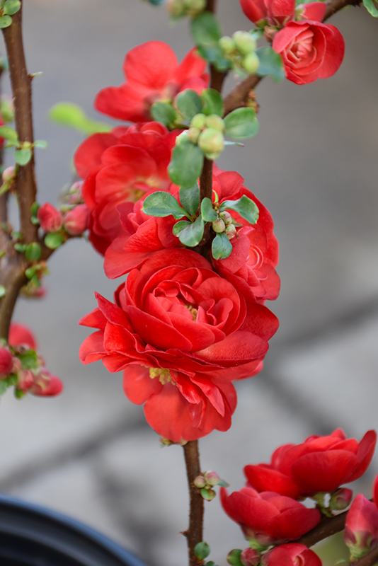 Double Take Scarlet Flowering Quince (Chaenomeles speciosa 'Scarlet Storm') at Sabellico Greenhouses