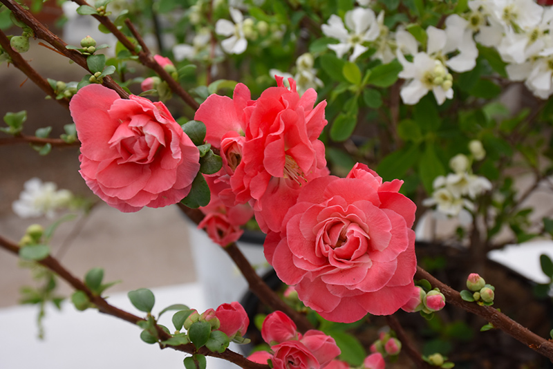 Double Take Pink Flowering Quince (Chaenomeles speciosa 'Pink Storm') at Sabellico Greenhouses