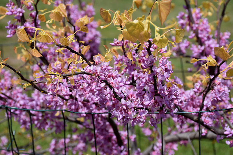 The Rising Sun Redbud (Cercis canadensis 'The Rising Sun') at Sabellico Greenhouses