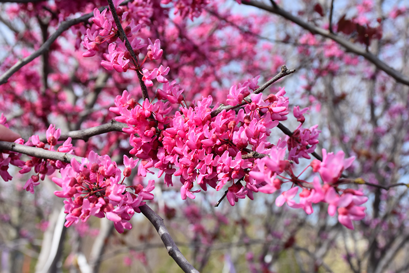 Appalachian Red Redbud (Cercis canadensis 'Appalachian Red') at Sabellico Greenhouses