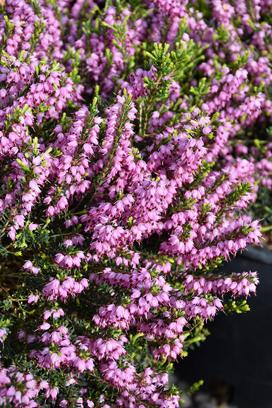 Mediterranean Pink Heath (Erica x darleyensis 'Mediterranean Pink') at Sabellico Greenhouses