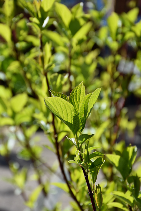 Bailey Red-Twig Dogwood (Cornus baileyi) at Sabellico Greenhouses
