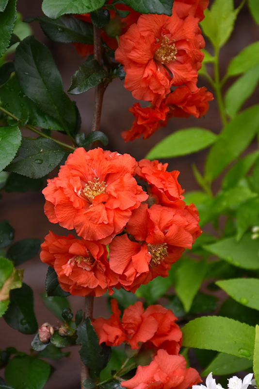 Double Take Orange Flowering Quince (Chaenomeles speciosa 'Orange Storm') at Sabellico Greenhouses