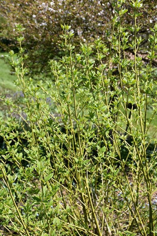 Bud's Yellow  Dogwood (Cornus alba 'Bud's Yellow') at Sabellico Greenhouses