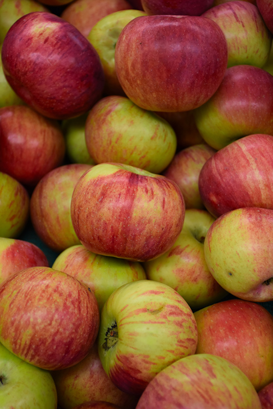 Cortland Apple (Malus 'Cortland') at Sabellico Greenhouses